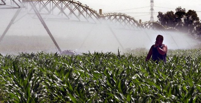La especulación alimentaria provoca el despilfarro de millones de litros de agua en cultivos que no llegan a los mercados