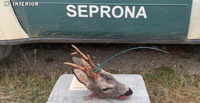Detenidos dos cazadores furtivos que habían matado ilegalmente dos corzos y un gato montés en Burgos