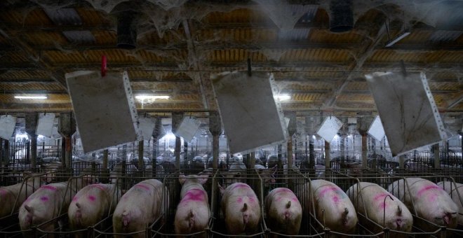 'Factoría', la investigación que desenmascara la barbarie tras la industria del cerdo
