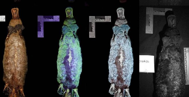 Investigadores descubren que el ornitorrinco brilla en la oscuridad bajo la luz ultravioleta