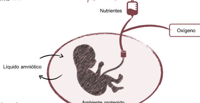 Una placenta artificial reproduce el útero materno para ayudar a bebés prematuros