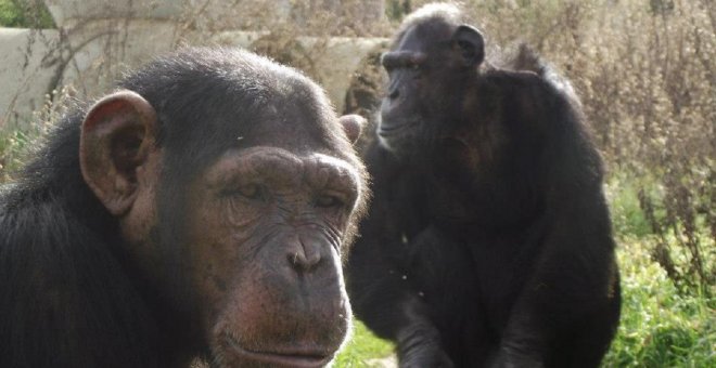 Cuando la depresión también afecta a los animales