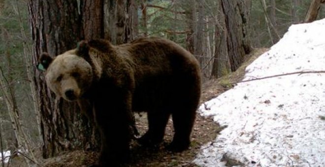 El cambio climático desvela a los osos y los disuade de hibernar
