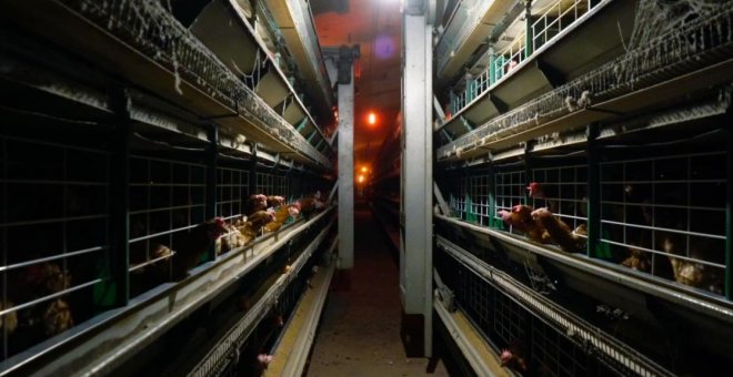 La Unión Europea propondrá acabar con la cría de animales en jaulas a partir de 2027