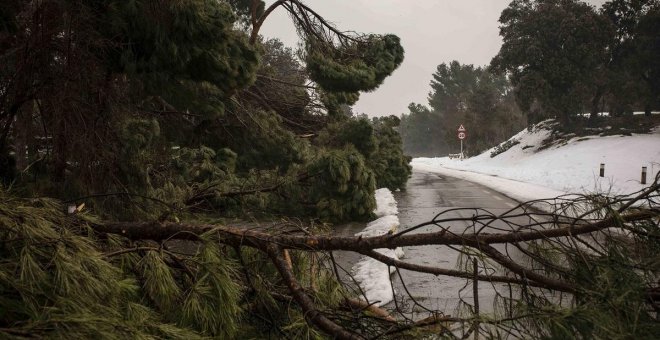 Madrid replantará 100.000 árboles para compensar los destrozos de Filomena, solo el 13% de los dañados por la tormenta