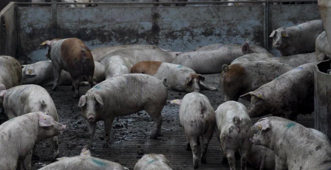 Un pueblo de Albacete, contra una macrogranja de cerdos que generará 61.000 toneladas de purines