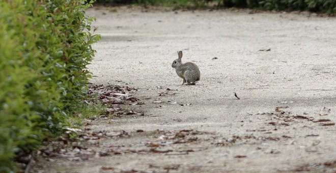 Autorizan cazar conejos en el dominio público hidráulico del Alto Guadiana