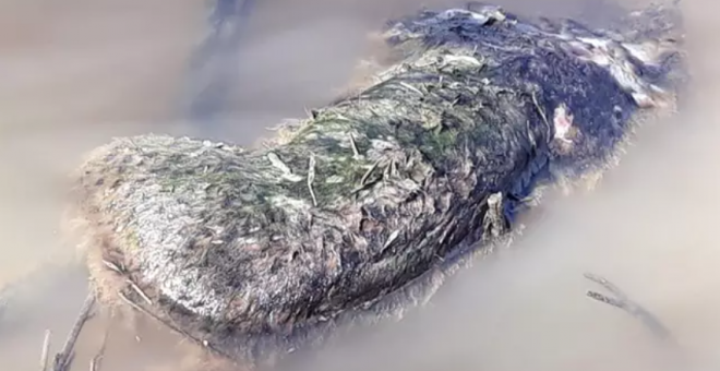 Cazadores furtivos matan a un lince ibérico, hallado flotando en Doñana
