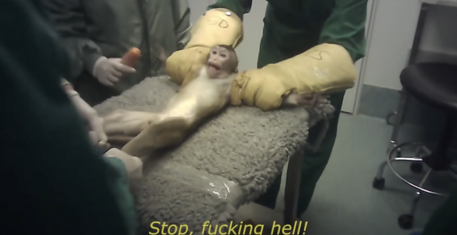 Un vídeo muestra el maltrato animal en un laboratorio de investigación de Madrid