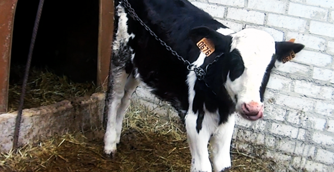 Terneros encadenados y vacas sobre heces: así es la crueldad de siete granjas en Asturias