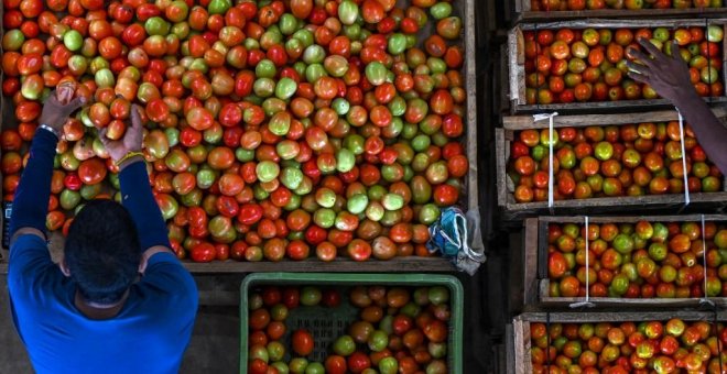 Agricultores españoles acusan al rey de Marruecos de competencia desleal por los tomates cultivados en el Sáhara ilegalmente