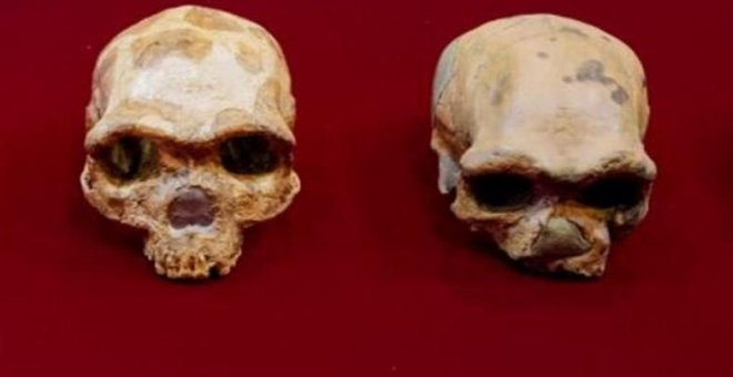 El cráneo de Harbin pertenece a una nueva especie humana, posiblemente la más cercana a nosotros