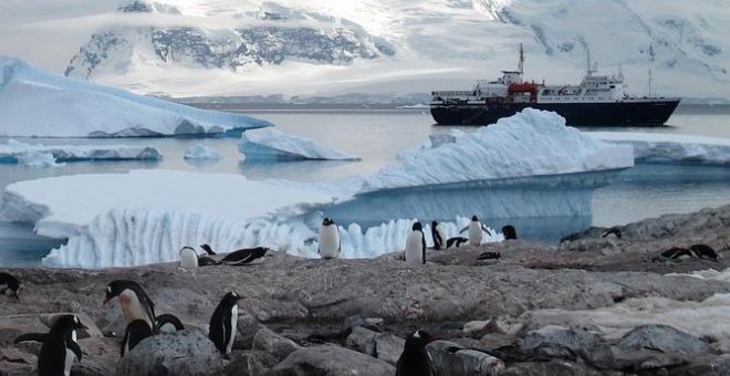 Encuentran microplásticos en la dieta de los pingüinos de la Antártida