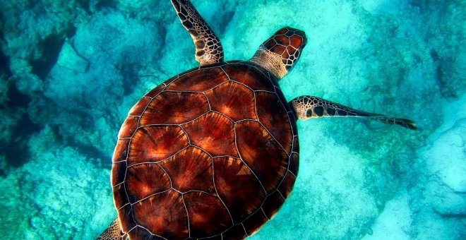La ingesta de plásticos de las tortugas jóvenes puede poner en peligro su natalidad