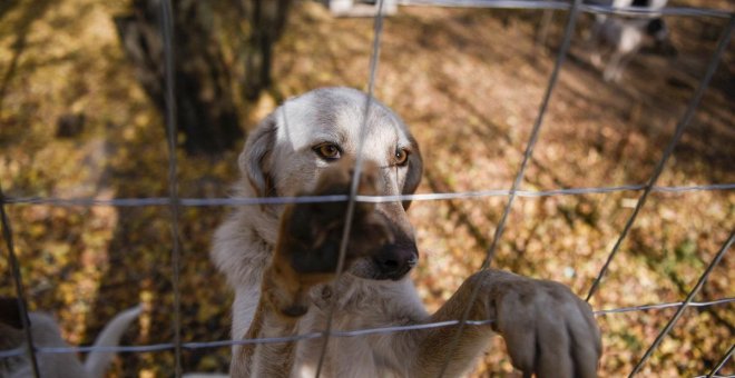 Ya llegó la aprobación definitiva: los animales dejan oficialmente de ser considerados "cosas"