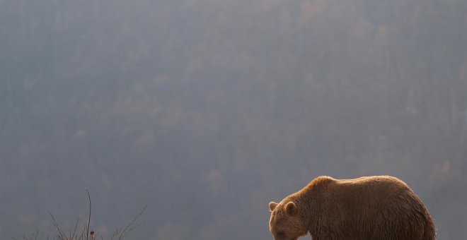 Cazadores hieren a un oso pardo durante una batida de jabalíes en Cantabria