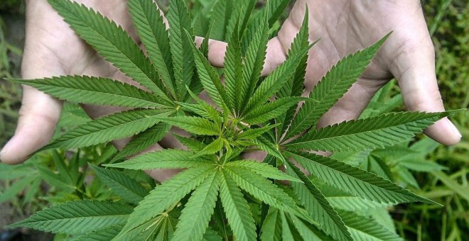 PSOE y UP prevén que el Congreso tenga en la primera mitad de 2022 la propuesta sobre regulación del cannabis medicinal