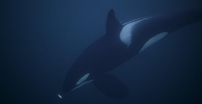 Las orcas se atreven con el mayor animal del mundo, la ballena azul