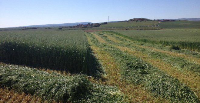 Por qué la guerra en Ucrania podría acabar con las poblaciones de aves agrarias de España