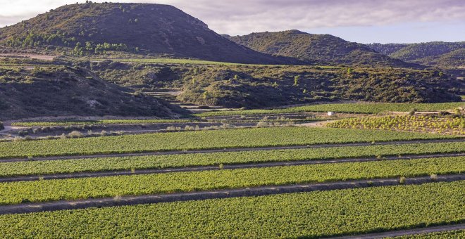 Crit d’alerta de les cooperatives del cava per frenar "l’oligopoli" dels elaboradors