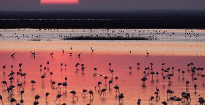 Y ahora, ¿qué? La situación en Doñana es de total desesperación