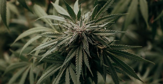 Una legislatura perdida para la regulación del cannabis mientras su legalización avanza en otros países