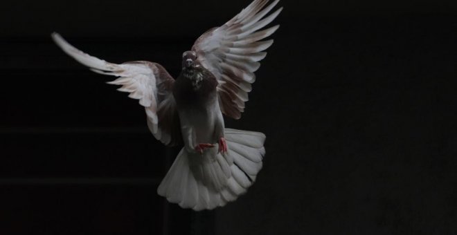 Más de 20.000 palomas mensajeras, perdidas tras una carrera de más de 1.000 kilómetros entre Francia y Bélgica