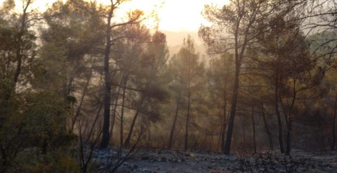 Un incendio con seis focos pone en peligro el Parque Natural de Cazorla