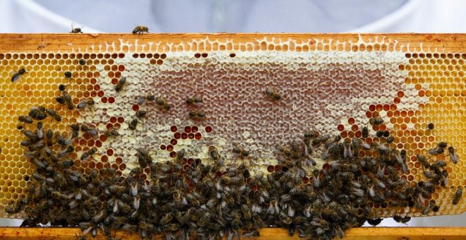 Las colmenas se asfixian por el calor y la sequía: la producción de miel, en estado de alarma