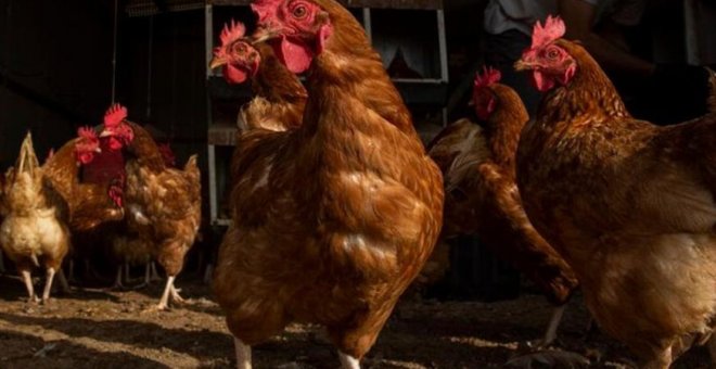 Sacrificades 87.000 aus per un brot de grip aviar en una granja d'indiots a les Garrigues