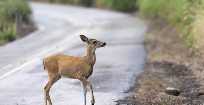 Los accidentes de tráfico con animales atropellados en España se duplican en cinco años