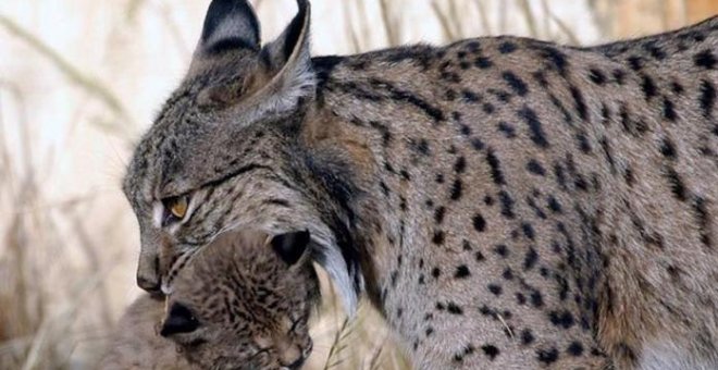 Muere Aura, el lince ibérico más longevo del que se tenía registro