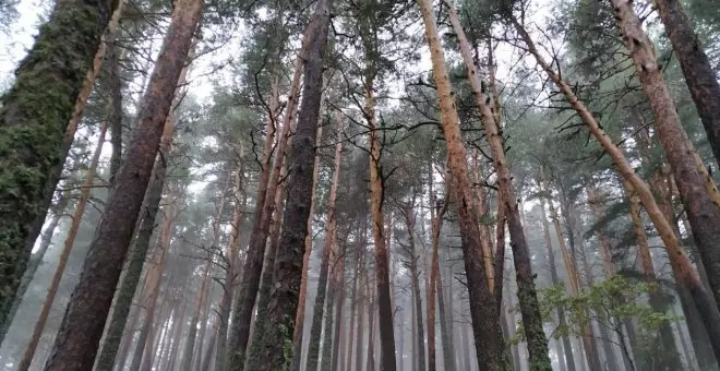 Los bosques mediterráneos, cada vez más vulnerables a la crisis climática