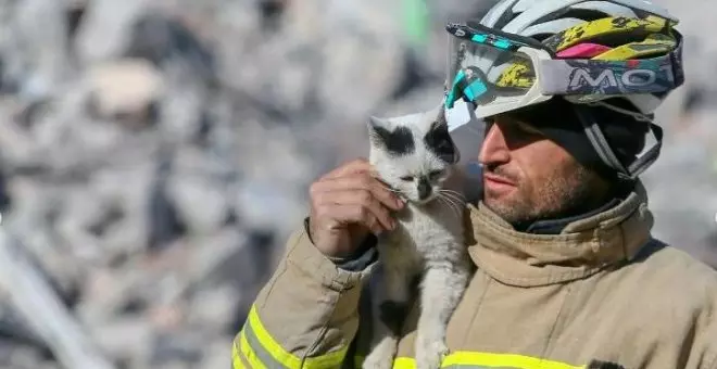 El gato Enkaz, rescatado entre los escombros del terremoto en Turquía, no se despega del bombero que lo salvó