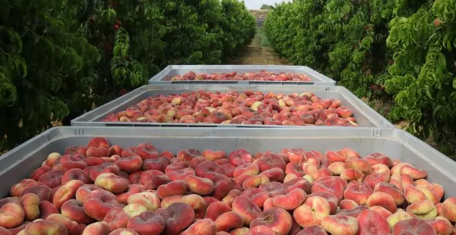 Neguit al sector de la fruita: els pagesos temen no poder regar i alerten sobre calibres més petits