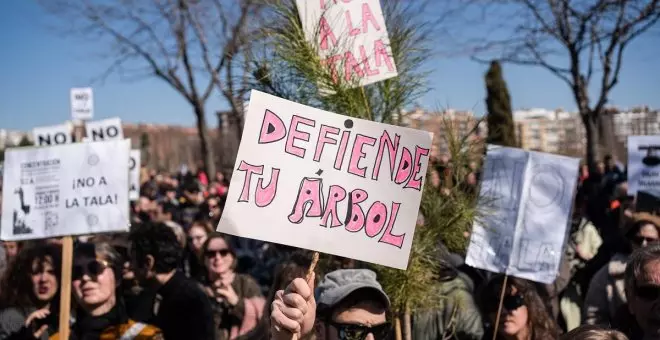 Los vecinos se rebelan contra Ayuso por otra tala masiva: "Cortan árboles antes que cerrar el tráfico"