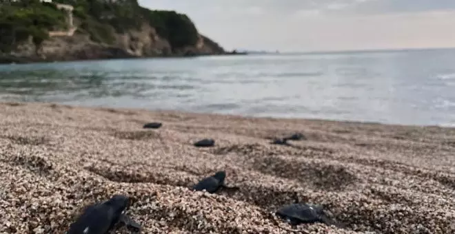 Les tortugues careta neixen per primer cop a la Costa Brava i es consoliden al Delta de l'Ebre