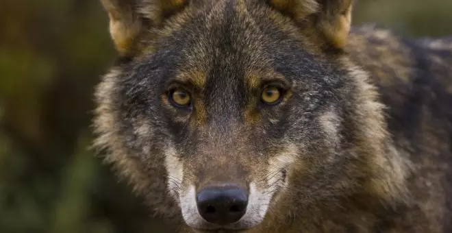La derecha inicia una campaña para desproteger al lobo con el bulo de que ha matado a la mitad de las vacas de España