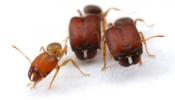 Un estudio desvela el origen de las hormigas 'supersoldado'