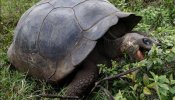 Encuentran una tortuga de unos 500 años en el sur de China