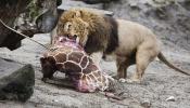 El zoo de Copenhague sacrifica a cuatro leones tras matar a una jirafa