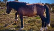 Los cepos, una barbarie medieval que amenaza a los caballos en Galicia