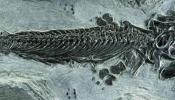 Descubren el primer ictiosaurio anfibio, un nuevo eslabón perdido evolutivo
