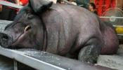 Los ecologistas denuncian el maltrato de cerdos en Taiwán