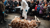 El zoo de Copenhague mata una jirafa en público y se la da de comer a los leones