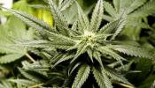 Colorado recauda más de 2 millones de euros en impuestos por la venta de marihuana
