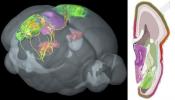 Las conexiones del cerebro humano ya tienen su propio mapa