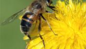 La desaparición de las abejas es menor a lo que se pensaba