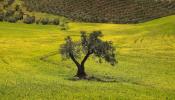 Deoleo prevé una producción histórica de aceite de oliva