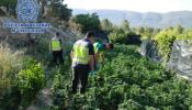 La Policía Nacional descubre una gran plantación de marihuana en Alicante